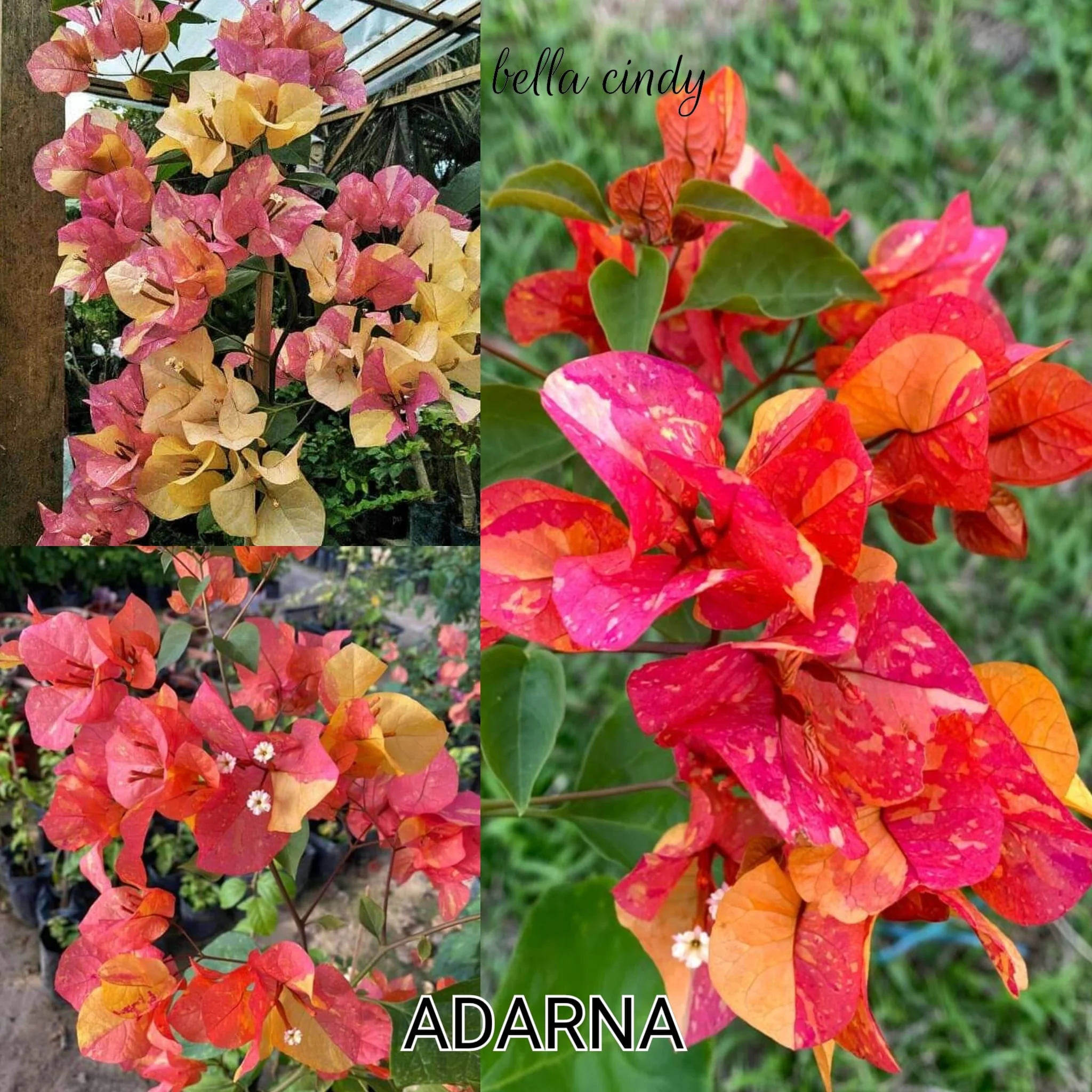 Bougainvillea Adarna with highly variegated pink, yellow, and orange splashed bracts