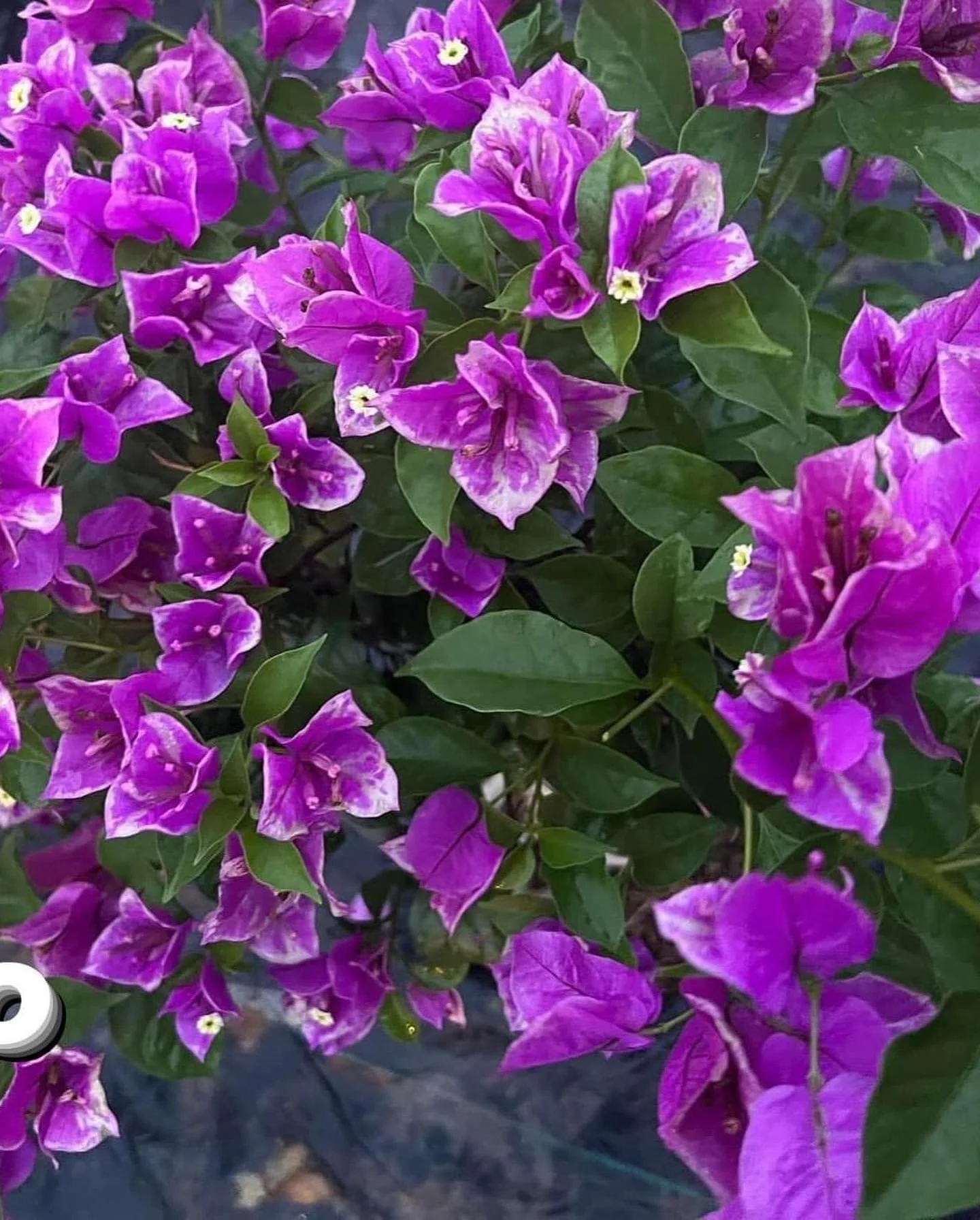 Terrace bougainvillea specimen with layered bloom clusters