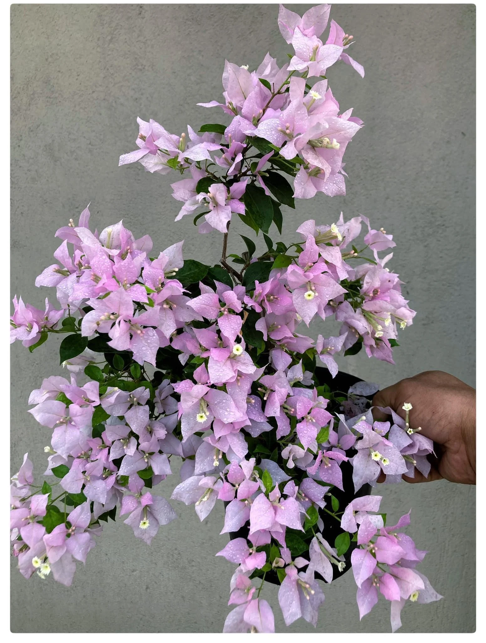 Sunlit bougainvillea bracts with warm highlights