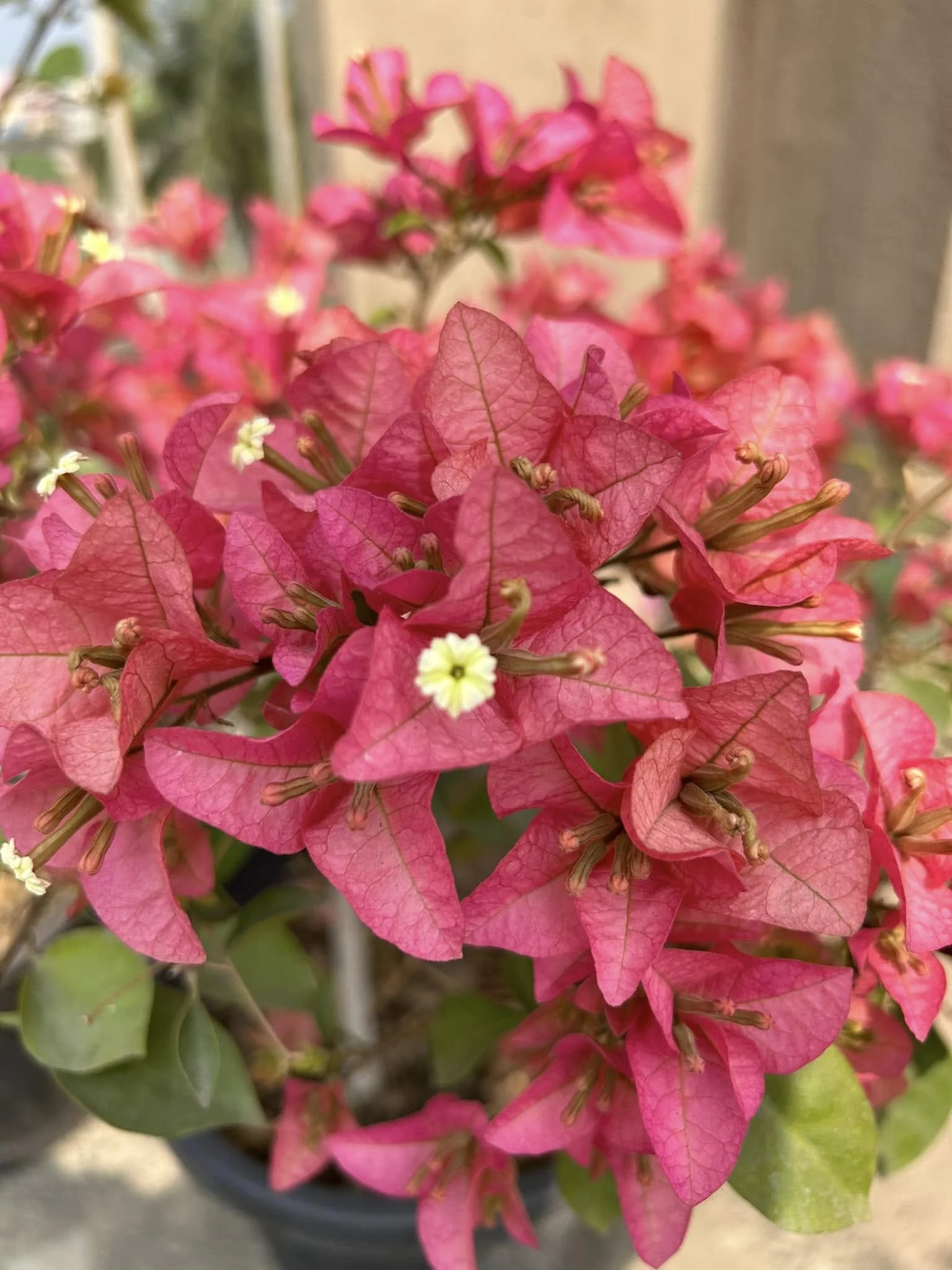 Bougainvillea glabra bracts in bright sunlight