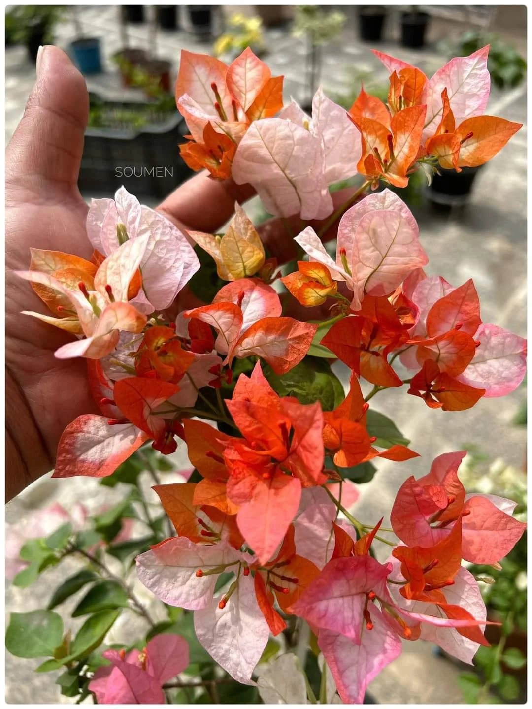 Terrace bougainvillea specimen with layered bloom clusters