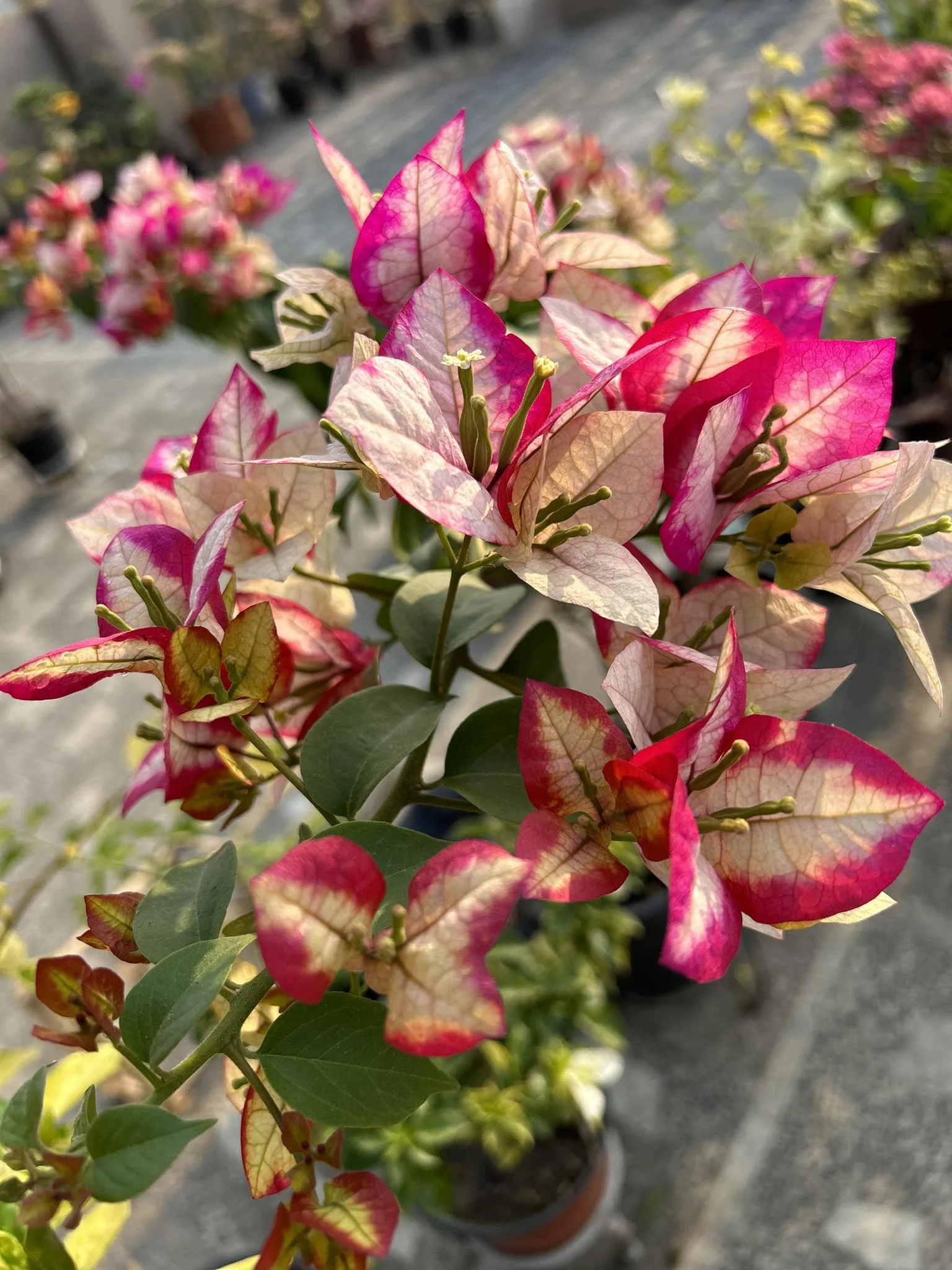 Red bougainvillea wall in strong sunlight